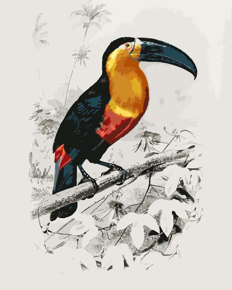 Malen nach Zahlen   Tukan (Ramphastos) illustriert von Charles Dessalines D  Orbigny